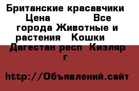 Британские красавчики › Цена ­ 35 000 - Все города Животные и растения » Кошки   . Дагестан респ.,Кизляр г.